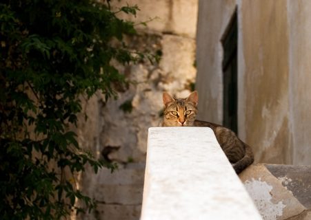 Один из сотен котов, живущих под Акрополем.