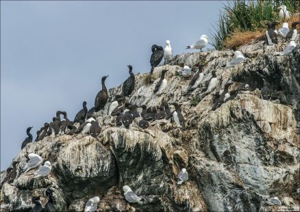 Птичий детский сад. Тонкоклювые кайры (Common murre) в окружении воспитателей.