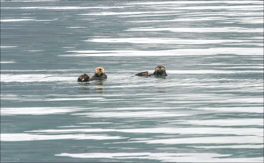 Морские выдры, они же - каланы.