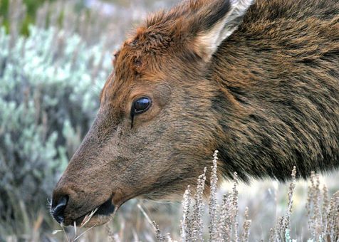 Самочка "благородного оленя" (Elk deer cow). Национальный парк "Yellowstone".