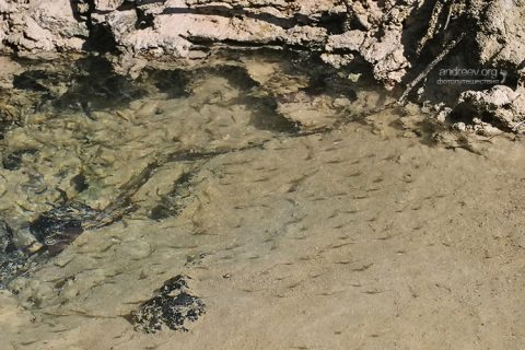 Мелкие рыбешки в одном из удаленных от океана водоемов.