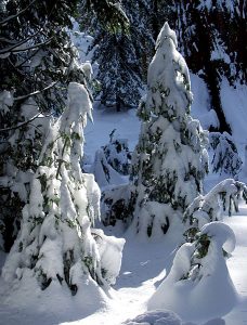 Ёлки под снежным одеялом.