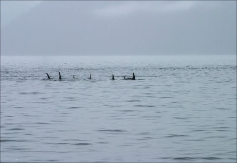 Выплывающие из тумана касатки (Killer Whales).