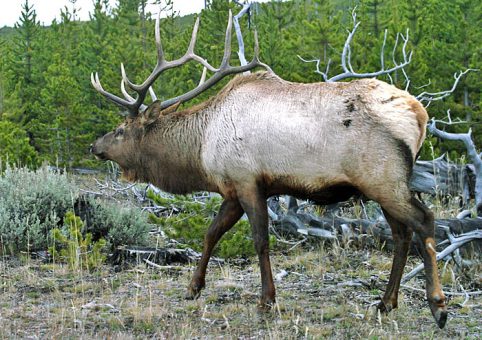 Массивный олень-самец (Elk deer bull).
