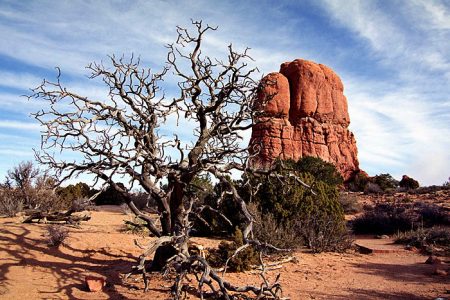 Twisted tree. Закос под Дали :)