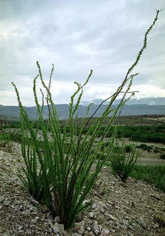 Тропическое растение Ocotillo.