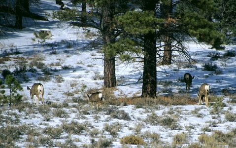 Семейство белохвостых оленей.