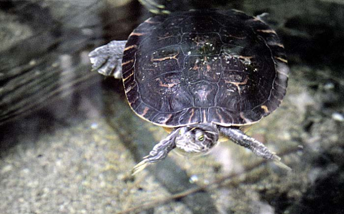 Вольер с пресноводными черепахами в Теннесийском аквариуме.