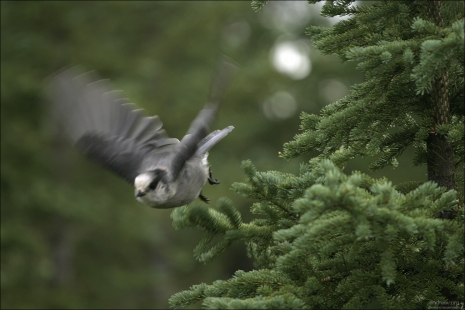 Взлетающий сорокопут.