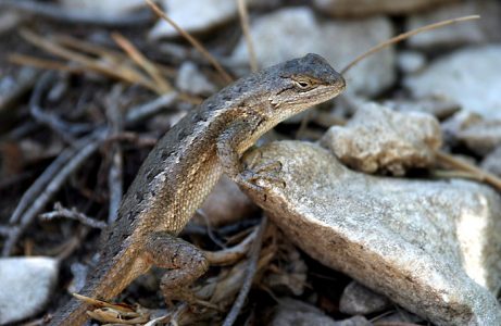 Prairie Lizard. Тропа "Guadalupe Peak".
