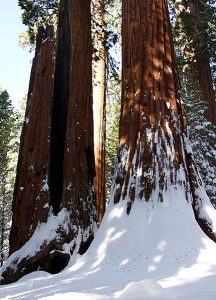 Лес из гигантских секвой.