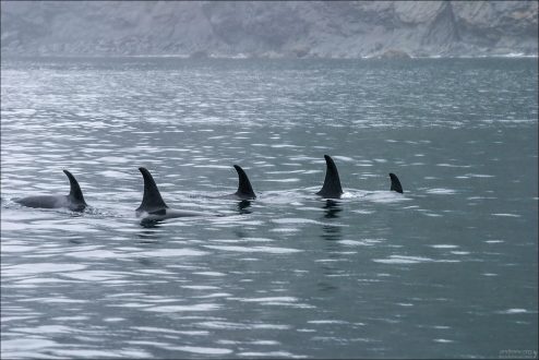 Плавники касаток.