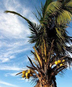 Пальма с плодами в Тулуме.