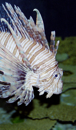 Ядовитая крылатка. Теннесийский аквариум.