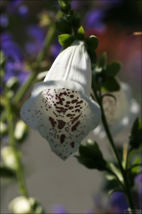 Digitalis grandiflora или Наперстянка крупноцветковая — многолетнее травянистое растение семейства Подорожниковые.
Центр Анкориджа.