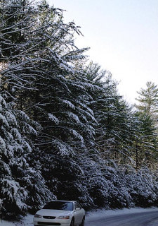 Зима в парке.