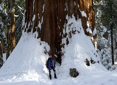 The General Sherman tree - самое большое дерево на земле.