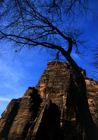 Скала "Патриарх" сквозь обнаженные ветки тополя.