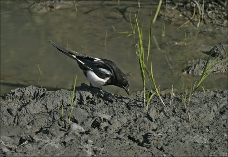 Сорока-белобока в парке "Elderberry". Анкоридж.