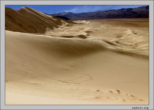 Следы дюны. И не только человеческие...