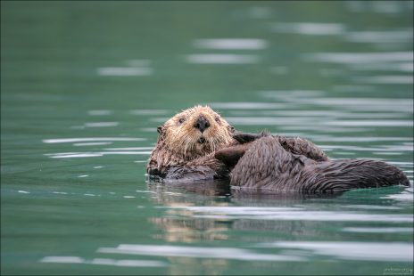 Только что проснувшаяся морская выдра (калан).