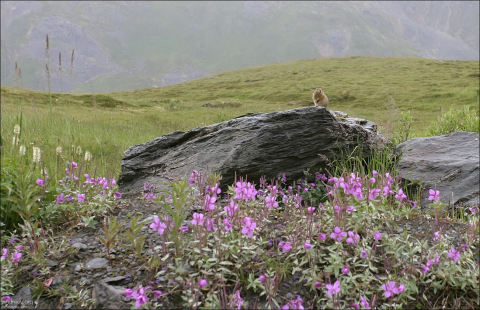 Евражка и заросли иван-чая. Перевал Hatcher Pass.