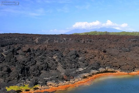 Тонкая полоса растительности в лавовой пустыне. Южная часть острова.