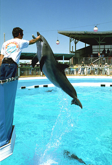 Рыбы захочешь - еще не так прыгнешь! Gulfarium, Fort Walton Beach.