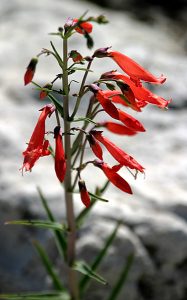 Cardinal Flower.