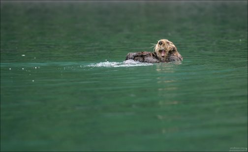 С песней по Волге...
