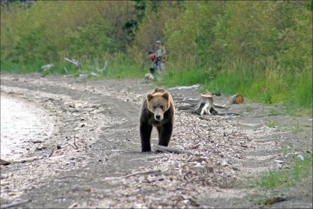 Неожиданный медведь навстречу.