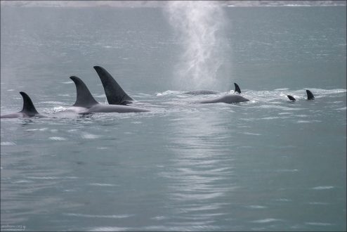 Касатки пускают фонтаны.