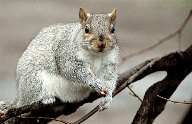 Маленький обжора. Boston Common Park.