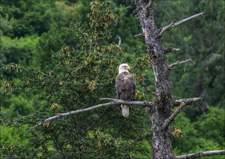 Молодой белоголовый орел (Bald eagle).