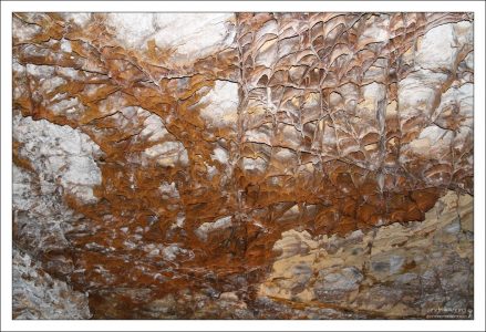 Ячейки кальцита.