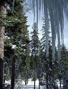 Гигантские сосульки, впрочем, как и всё в парке. Вид из ресторана "Wuksachi dining room".
