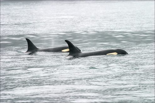 Всплывающие касатки, похожие на две торпеды.