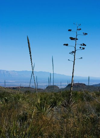 Агава и хвосты сотола в синей дымке каньона.