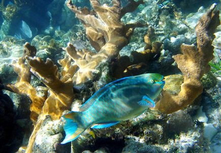Рыба-попугай с частично покусанным хвостом. Hol Chan marine reserve, Барьерный риф.