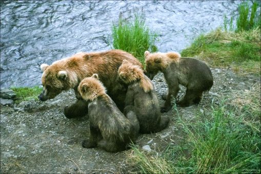 Медведица по кличке "Мать" с тремя детьми.