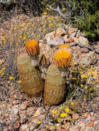 Радужные толстяки в окружении желтой свиты.