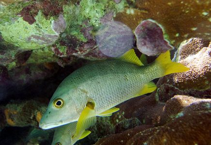 Морской окунь спрятался в каменной нише.