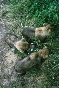 Тройняшки на фоне цветов.