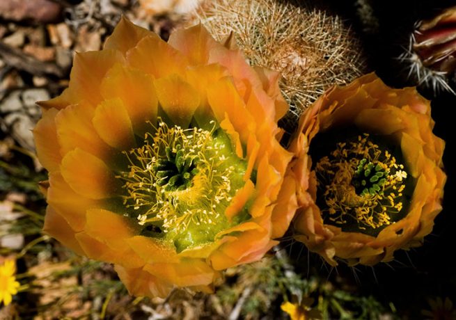 Бутоны Радужного кактуса.