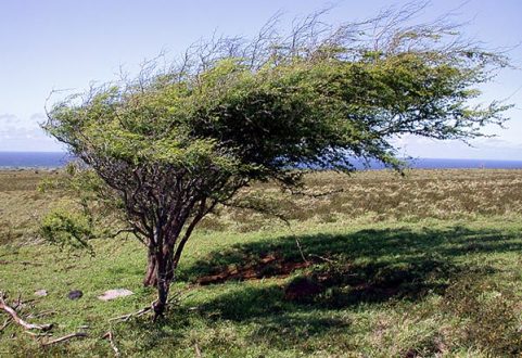 Дующий всегда в одном направлении ветер на South Point.