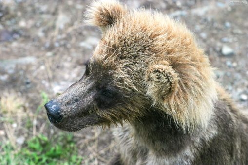 Медвежонок с рыжей гривой.