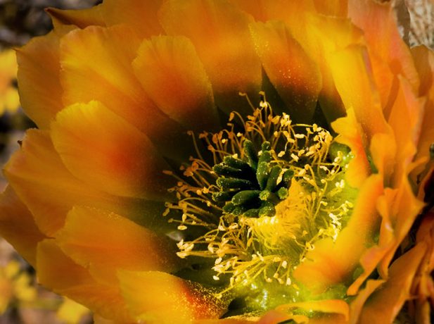 Внутри бутона радужного кактуса (Rainbow cactus).