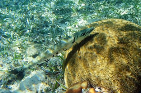 Хищная рыба-барракуда. Coral Gardens.
