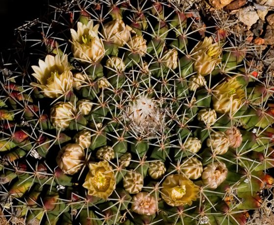 Кактус "игольная подушечка" (Pincushion cactus).