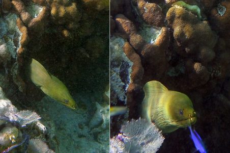 Зеленая мурена, на три четверти своей длины сидящая в норе.